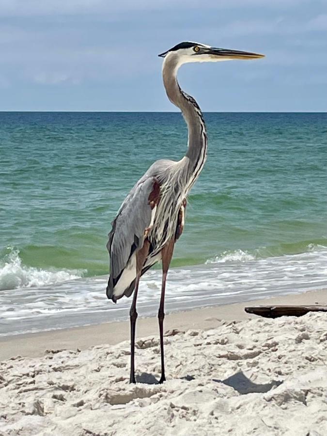 Shoalwater 704 Lägenhet Orange Beach Exteriör bild